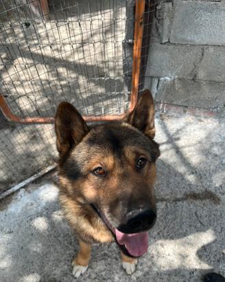 Cane da accoppiamento/ monta