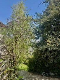 Rustico / Casale di 214 m² con 3 locali a Pertica 