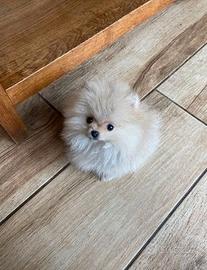 Cuccioli spitz pomrania maschi e femmine