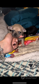 Cucciole di Chihuahua