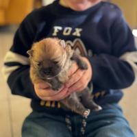 Cucciola di spitz nano