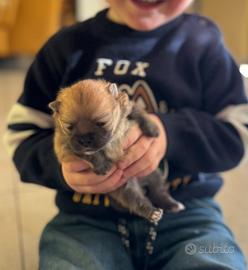 Cucciola di spitz nano