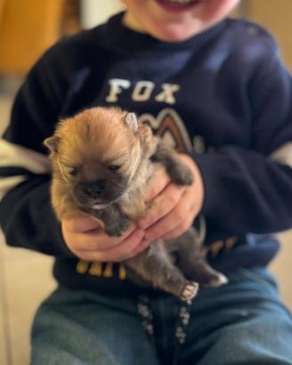 Cucciola di spitz nano
