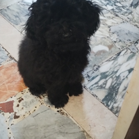 Disponibile barboncina toy