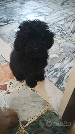 Disponibile barboncina toy