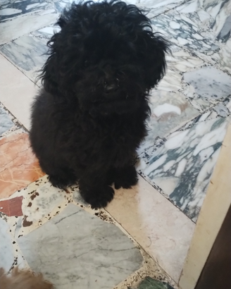 Disponibile barboncina toy