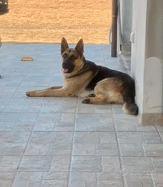 Pastore Tesesco per monta