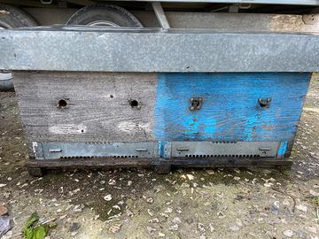 Alveare arnia  api Cassone per produzione pappa