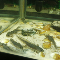 Axolotl ambystoma mexicanum 20,25 eur