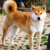 Purissima Shiba