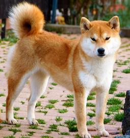 Purissima Shiba