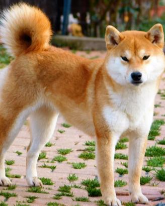 Purissima Shiba