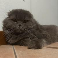 Scottish Hihland Fold Blu per monta/accopiamento