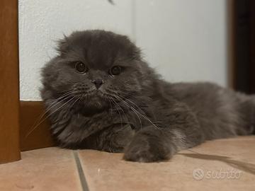 Scottish Hihland Fold Blu per monta/accopiamento