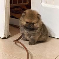 Spitz di pomerania mini toy