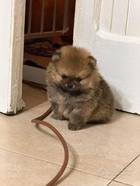 Spitz di pomerania mini toy