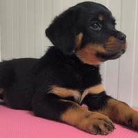 Rottweiler