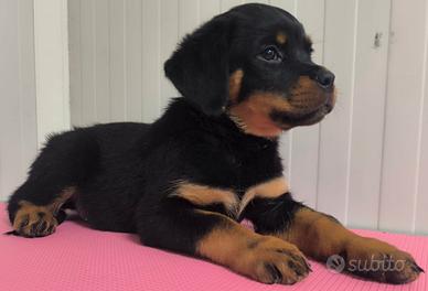 Rottweiler