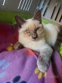 Siamese Thai Blue point di 13 mesi 