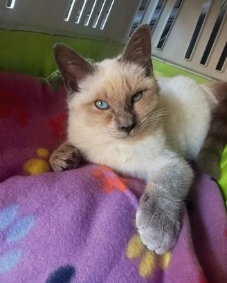 Siamese Thai Blue point di 13 mesi 