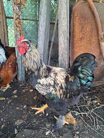 Gallo Brahma