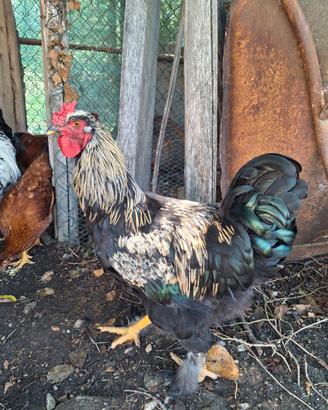 Gallo Brahma