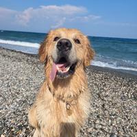 Cane Golden Retriever per accoppiamento da monta