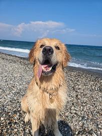 Cane Golden Retriever per accoppiamento da monta