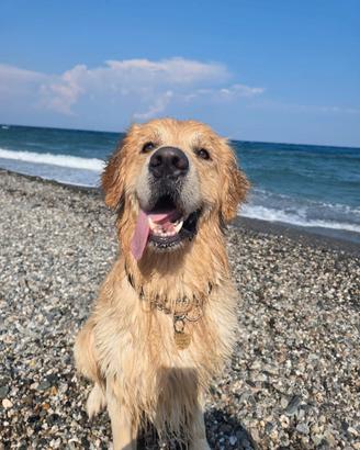Cane Golden Retriever per accoppiamento da monta
