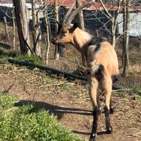 Becco Camosciato delle Alpi