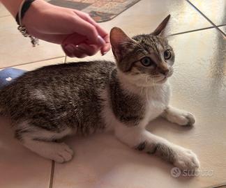 Gattina due mesi