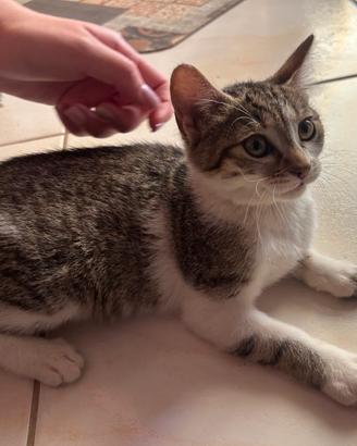 Gattina due mesi
