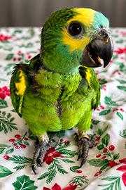 Cucciolo di amazzone fronte blu