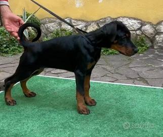 Cuccioli dobermann