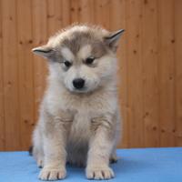 Alaskan malamute alta genealogia - prenotazioni ap