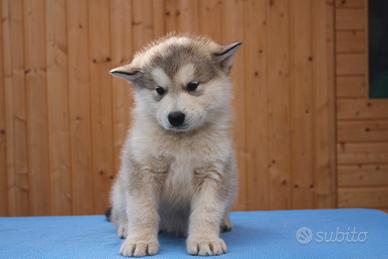 Alaskan malamute alta genealogia - prenotazioni ap