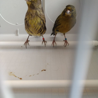 Canarini neri gialli genitori