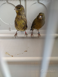 Canarini neri gialli genitori