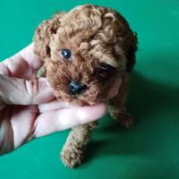 Barboncino minitoy maschietto red