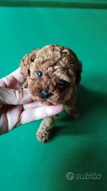 Barboncino minitoy maschietto red