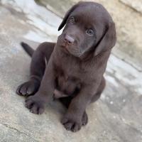 Labrador chocolat con pedigree