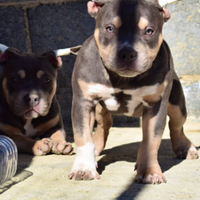 American bully pocket