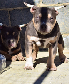 American bully pocket