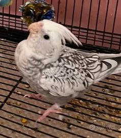 Calopsite maschio "sessato" allevato a mano