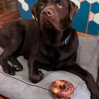 Labrador chocolate disponibile per monta