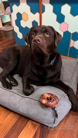 Labrador chocolate disponibile per monta