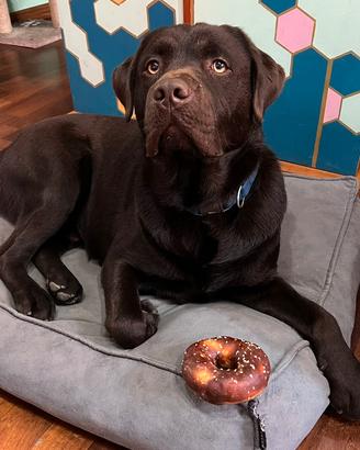 Labrador chocolate disponibile per monta