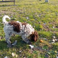 Cane da tartufo
