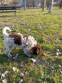 Cane da tartufo