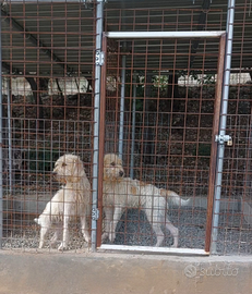 Briquet griffon vendeen